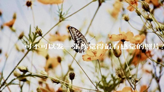 可不可以发一张你觉得最有感觉的照片？